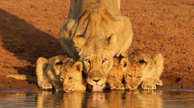 lions